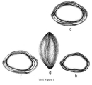 Bairdoppilata willisensis Puri, 1954 from the original description, author: Pereira, Sio Gabriel Gomes