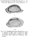 Ostracoda (seed shrimp)