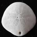 Sinaechinocyamus mai
