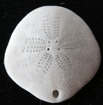Sinaechinocyamus mai