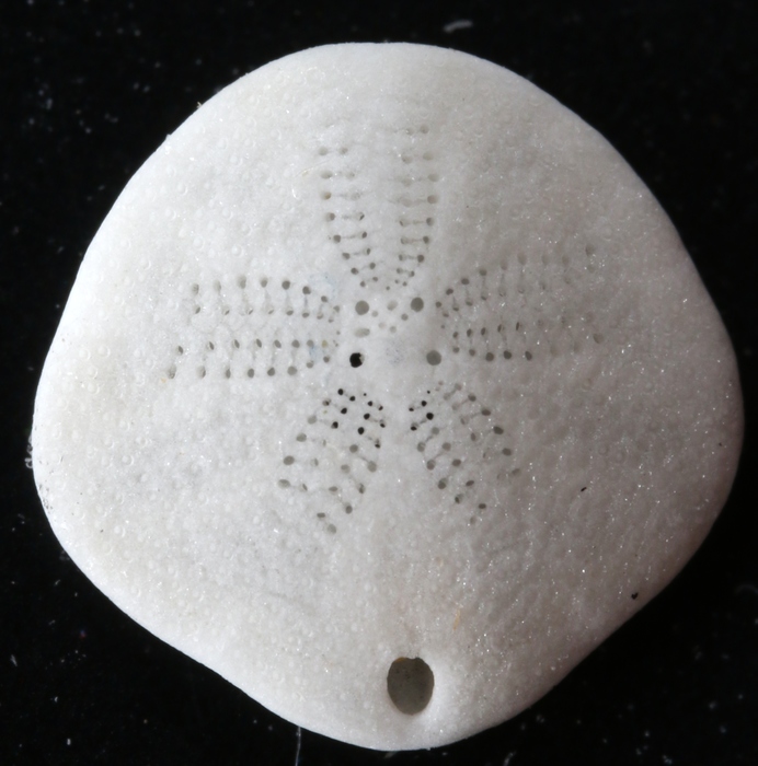 Sinaechinocyamus mai