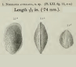 Loxoconcha avellana (Brady, 1866) from original description