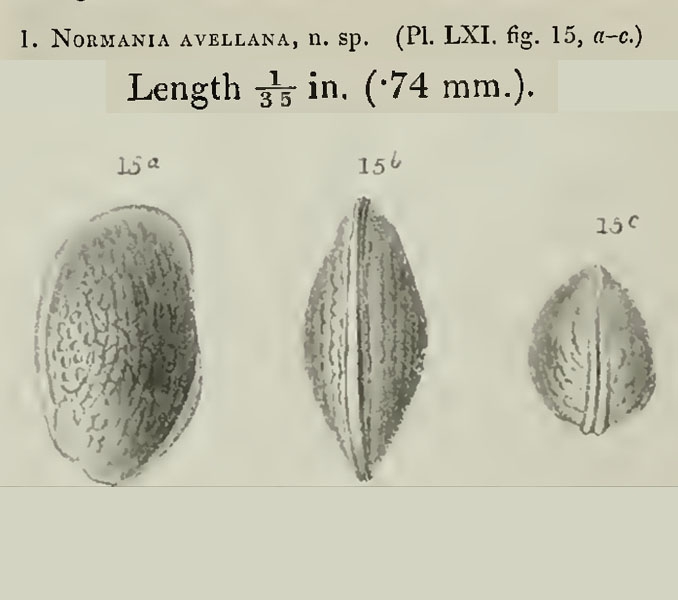Loxoconcha avellana (Brady, 1866) from original description