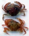 Liocarcinus pusillus (Leach, 1815), author: IMARES