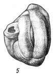 Quinqueloculina akneriana f. abnormis Bogdanovich, 1971