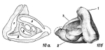 Quinqueloculina konkensis f. abnormis Bogdanovich, 1971