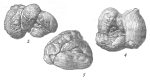 Quinqueloculina voloshinovae f. abnormis Bogdanovich, 1971