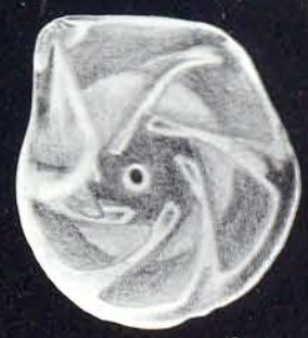 "Robulus" atomiformis McCulloch, 1981 "Robulus" atomiformis McCulloch, 1981