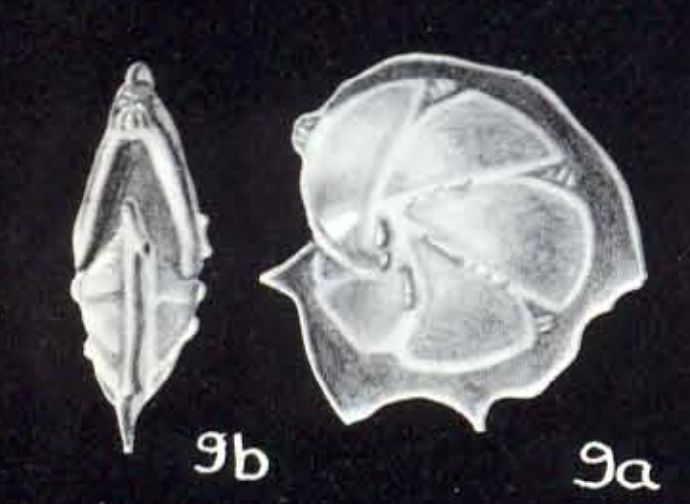 "Robulus" calcariformis McCulloch, 1981 "Robulus" calcariformis McCulloch, 1981
