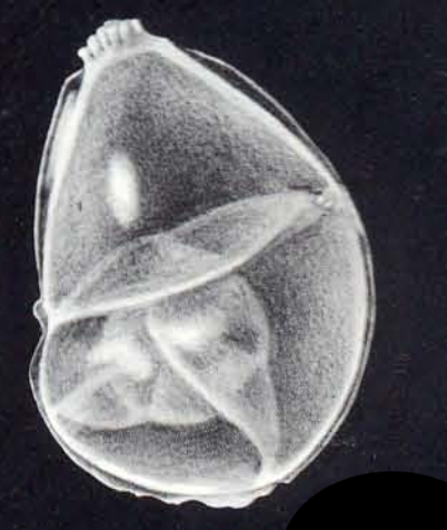 Neolenticulina galeroensis McCulloch, 1981 Neolenticulina galeroensis McCulloch, 1981