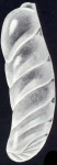 Marginulina (?) neomarginulina McCulloch, 1981