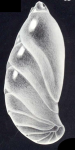Astacolus (?) neomulticamerata McCulloch, 1981