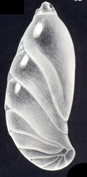 Astacolus (?) neomulticamerata McCulloch, 1981 Astacolus (?) neomulticamerata McCulloch, 1981