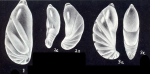Astacolus (?) simulatiformis McCulloch, 1981