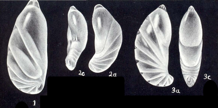 Astacolus (?) simulatiformis McCulloch, 1981 Astacolus (?) simulatiformis McCulloch, 1981