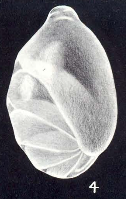 Saracenaria (?) ampliformis McCulloch, 1981 Saracenaria (?) ampliformis McCulloch, 1981