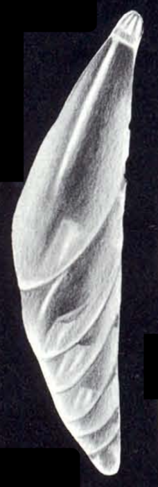 Dentalina (?) margaritensis McCulloch, 1981 Dentalina (?) margaritensis McCulloch, 1981