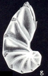 Astacolus (?) confusiformis McCulloch, 1981