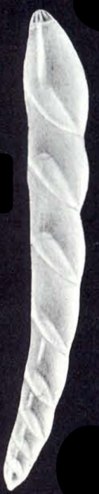 Dentalina tortugaensis McCulloch, 1981 Dentalina tortugaensis McCulloch, 1981