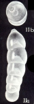 Dentalina (?) neglecta McCulloch, 1981
