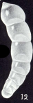Dentalina lavelaensis McCulloch, 1981