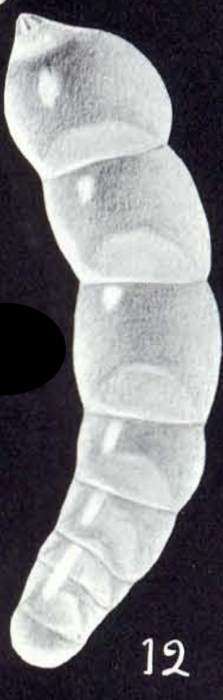 Dentalina lavelaensis McCulloch, 1981 Dentalina lavelaensis McCulloch, 1981