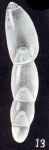 Dentalina (?) diversa McCulloch, 1981