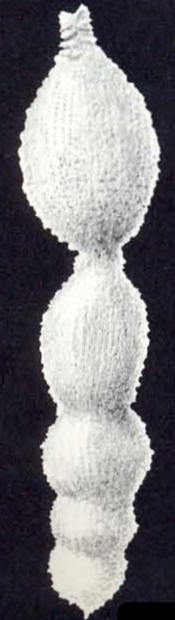 Nodosaria (?) hispidiformis McCulloch, 1981 Nodosaria (?) hispidiformis McCulloch, 1981