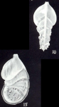 Marginulina differens McCulloch, 1981