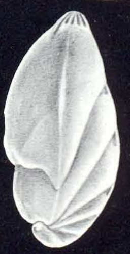 Saracenaria arubiana McCulloch, 1981 Saracenaria arubiana McCulloch, 1981