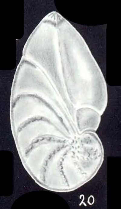 Saracenaria (?) ornatissima McCulloch, 1981 Saracenaria (?) ornatissima McCulloch, 1981
