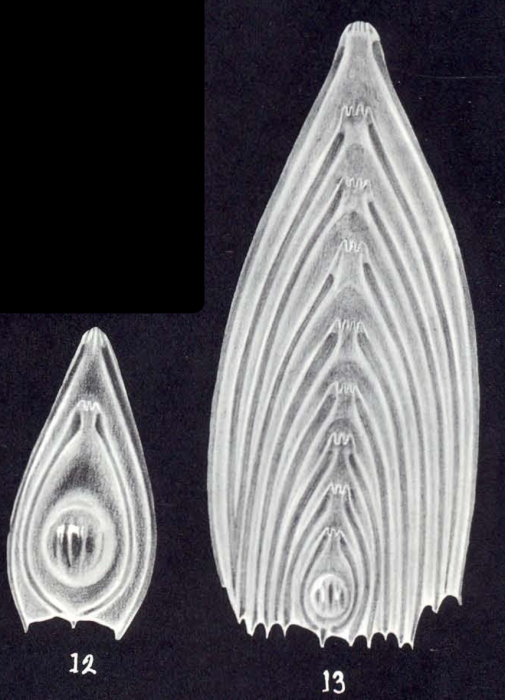 Frondicularia arubiana McCulloch, 1981 Frondicularia arubiana McCulloch, 1981