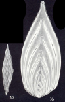 Frondicularia neocompressa McCulloch, 1981