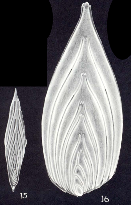 Frondicularia neocompressa McCulloch, 1981 Frondicularia neocompressa McCulloch, 1981