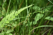 Habitat of Carex canescens L., author: Jung, Minkyung