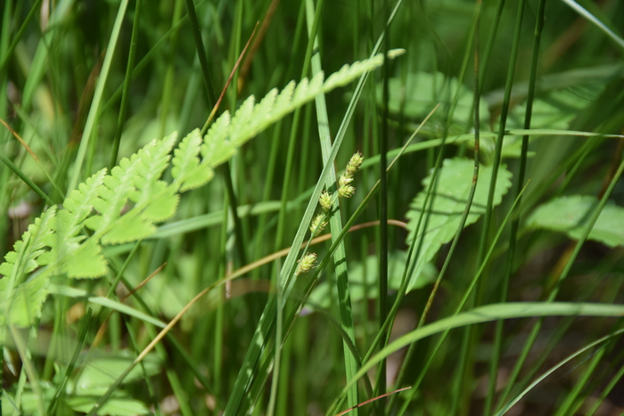 Habitat of Carex canescens L.