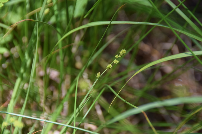 Habitat of Carex canescens L.