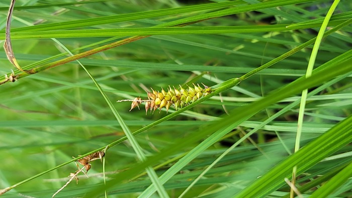 Habitat of Carex vesicaria L.
