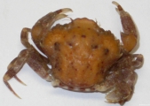 Liocarcinus pusillus (Leach, 1815), author: IMARES