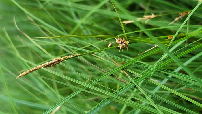 Habitat of Carex vesicaria L.