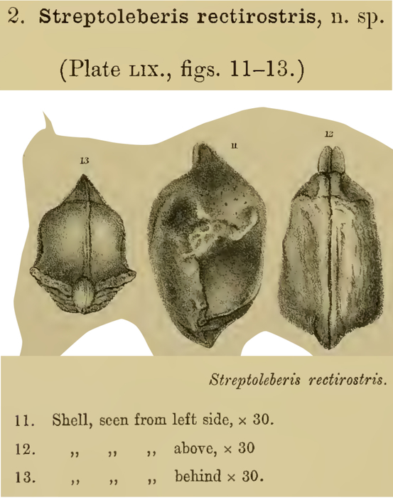 Streptoleberis rectirostris Brady &amp; Norman, 1896 from the original description