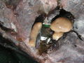 Paratype UPSZTY 190226