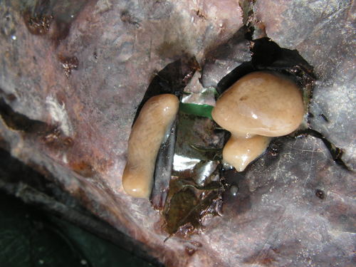Paratype UPSZTY 190226