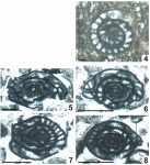 Plectofusulina manzanensis Vachard, Krainer & Lucas, 2013