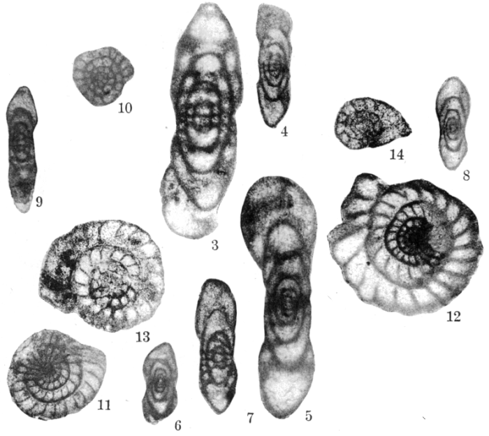Millerella marblensis Thompson, 1942 Millerella marblensis Thompson, 1942