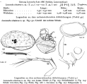Loxoconcha schusterae Hartmann, 1959 from the original description, author: Hartmann, 1959