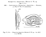 Kangarina abyssicola (Müller, 1894) from original description