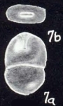 Entolingulina caledoniaensis McCulloch, 1981