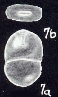 Entolingulina caledoniaensis McCulloch, 1981 Entolingulina caledoniaensis McCulloch, 1981