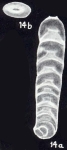 Lingulinopsis (?) lucidiformis McCulloch, 1981